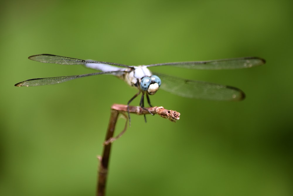 libélula marrón y negra posada en tallo marrón en fotografía de primer plano durante el día