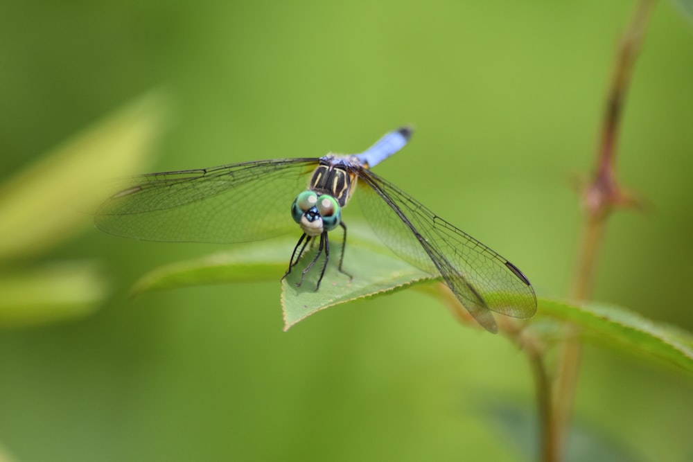 blue and black dragonfly perched on green leaf in close up photography during daytime