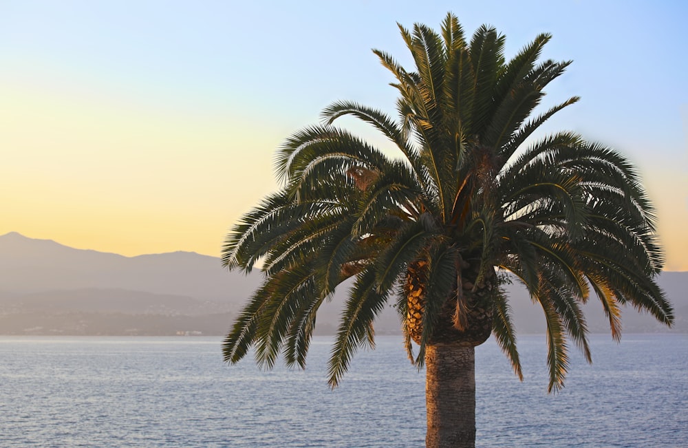 palm tree near body of water during daytime