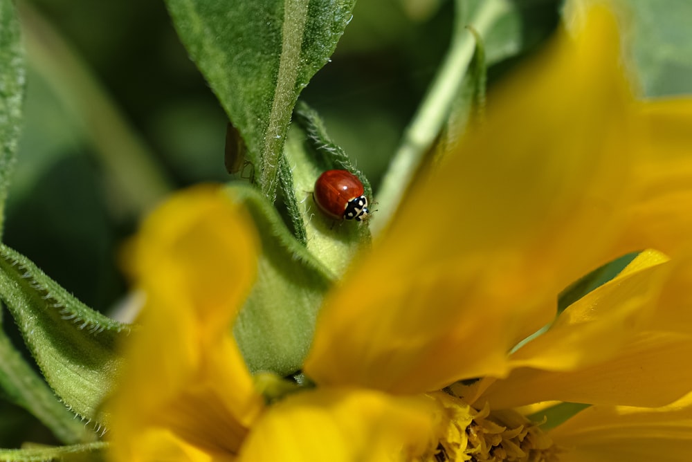 red ladybug perched on yellow flower in close up photography during daytime