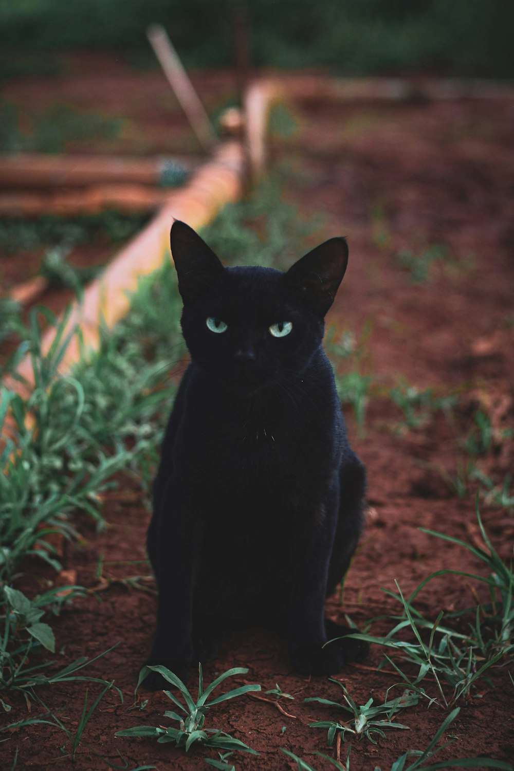 Schwarze Katze auf braunem Grasfeld