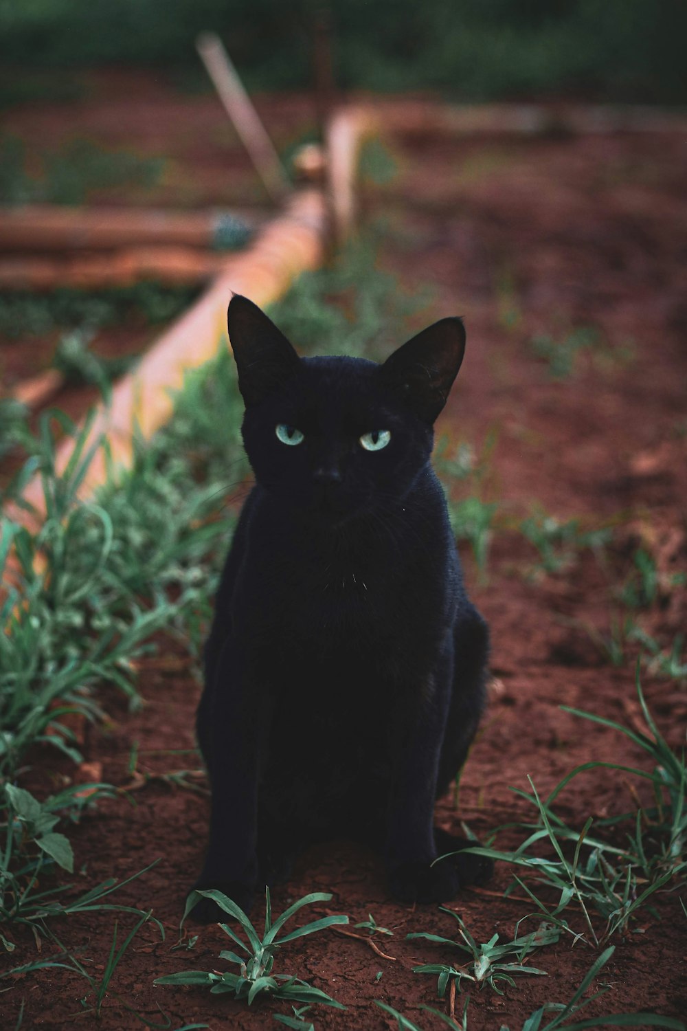 chat noir sur un champ d’herbe brune