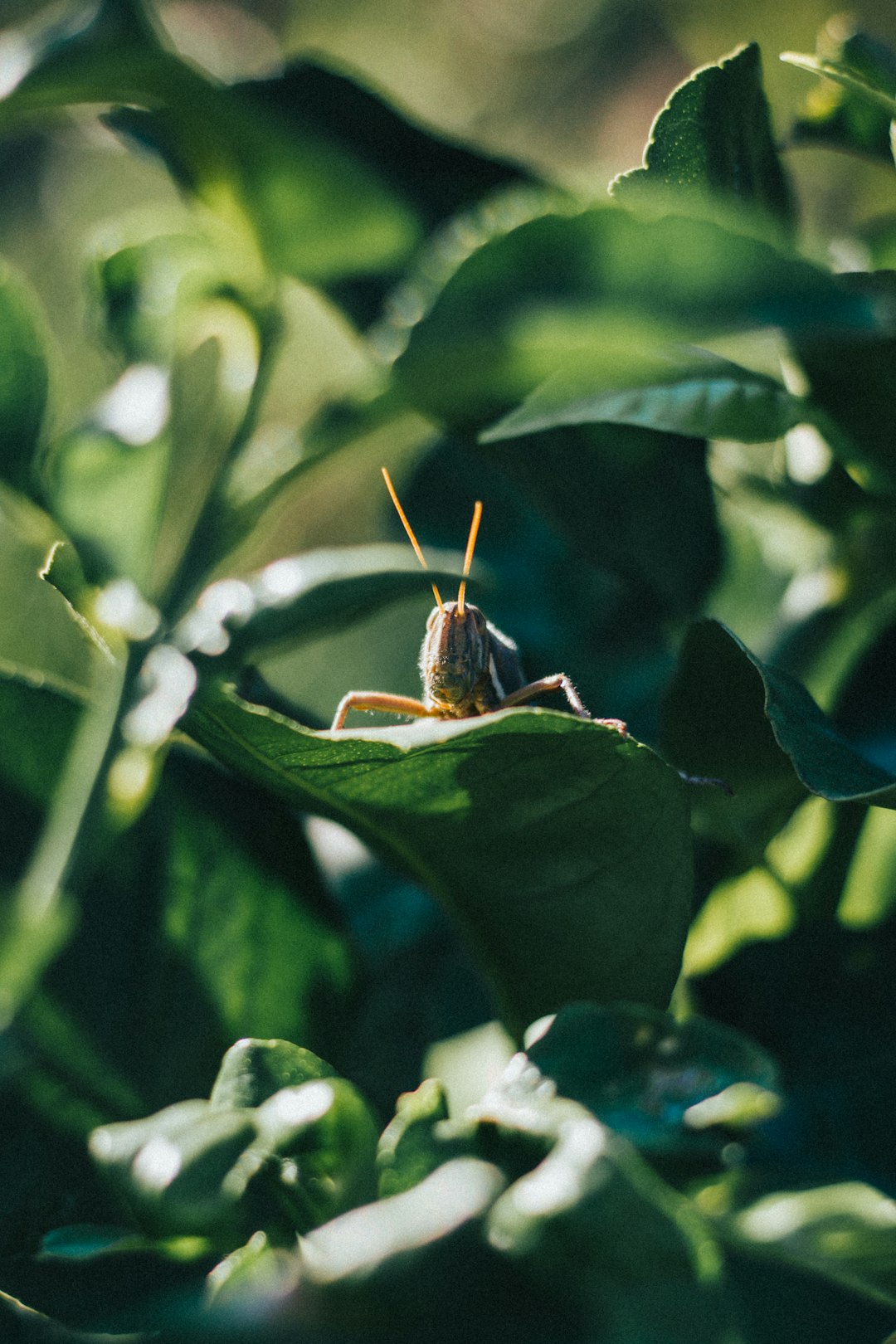 green grasshopper perched on green leaf in close up photography during daytime