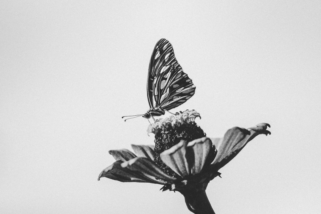 grayscale photo of a butterfly on a flower