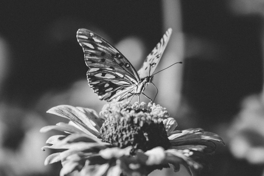 black and white butterfly on flower