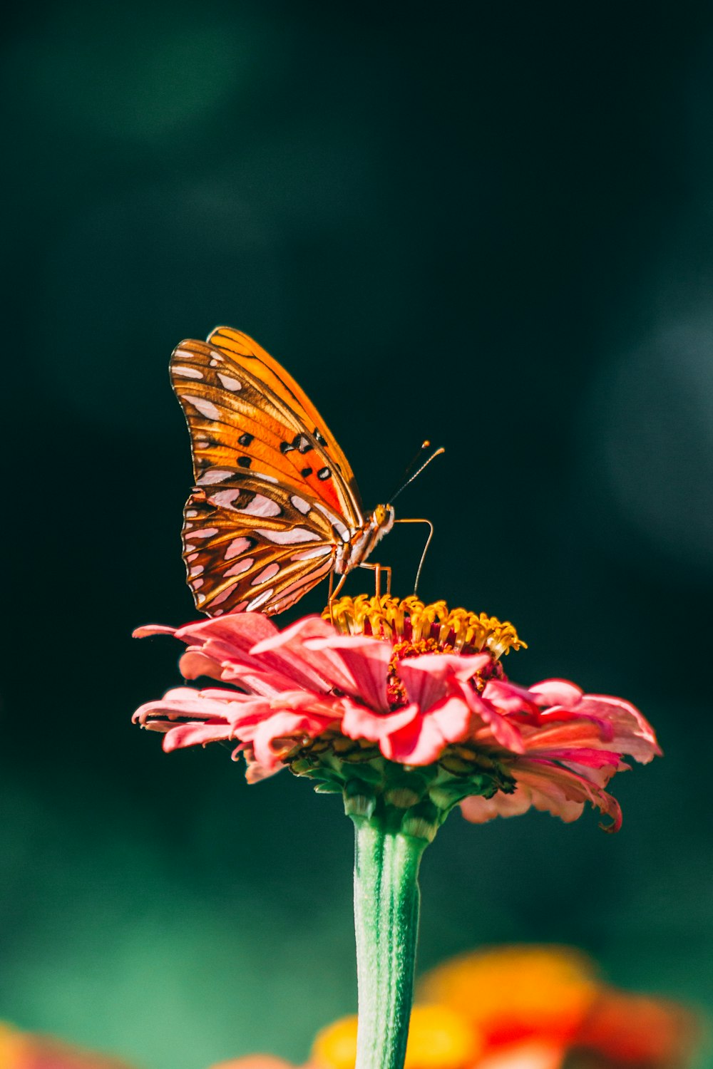 yellow and black butterfly on pink flower