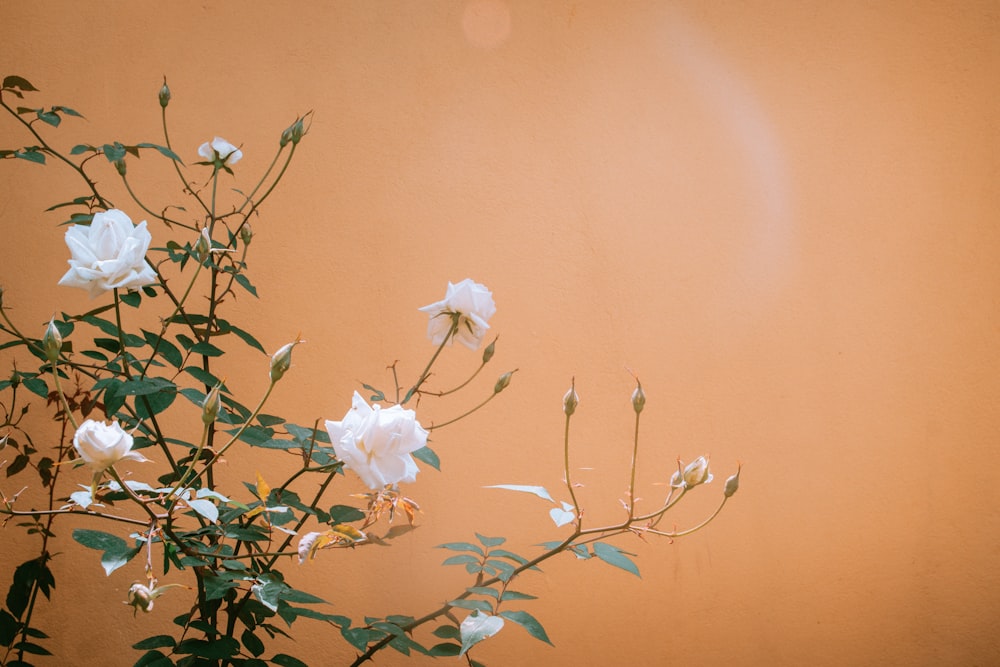 white flower with green leaves