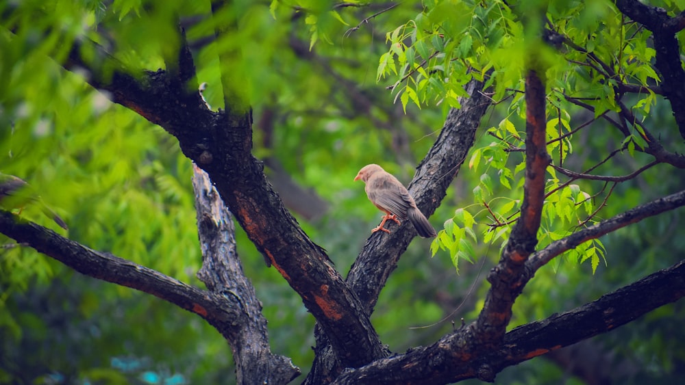 brown bird on tree branch during daytime