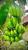 A large bunch of green bananas hangs from a banana plant. Surrounding the bananas are lush green leaves and some background vegetation. The setting appears to be outdoors next to some structures with corrugated metal roofing visible in the distance.