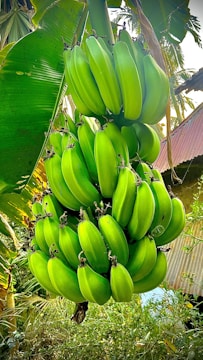 A large bunch of green bananas hangs from a banana plant. Surrounding the bananas are lush green leaves and some background vegetation. The setting appears to be outdoors next to some structures with corrugated metal roofing visible in the distance.