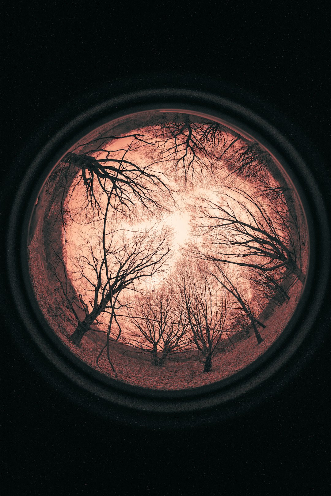 bare trees in black round hole