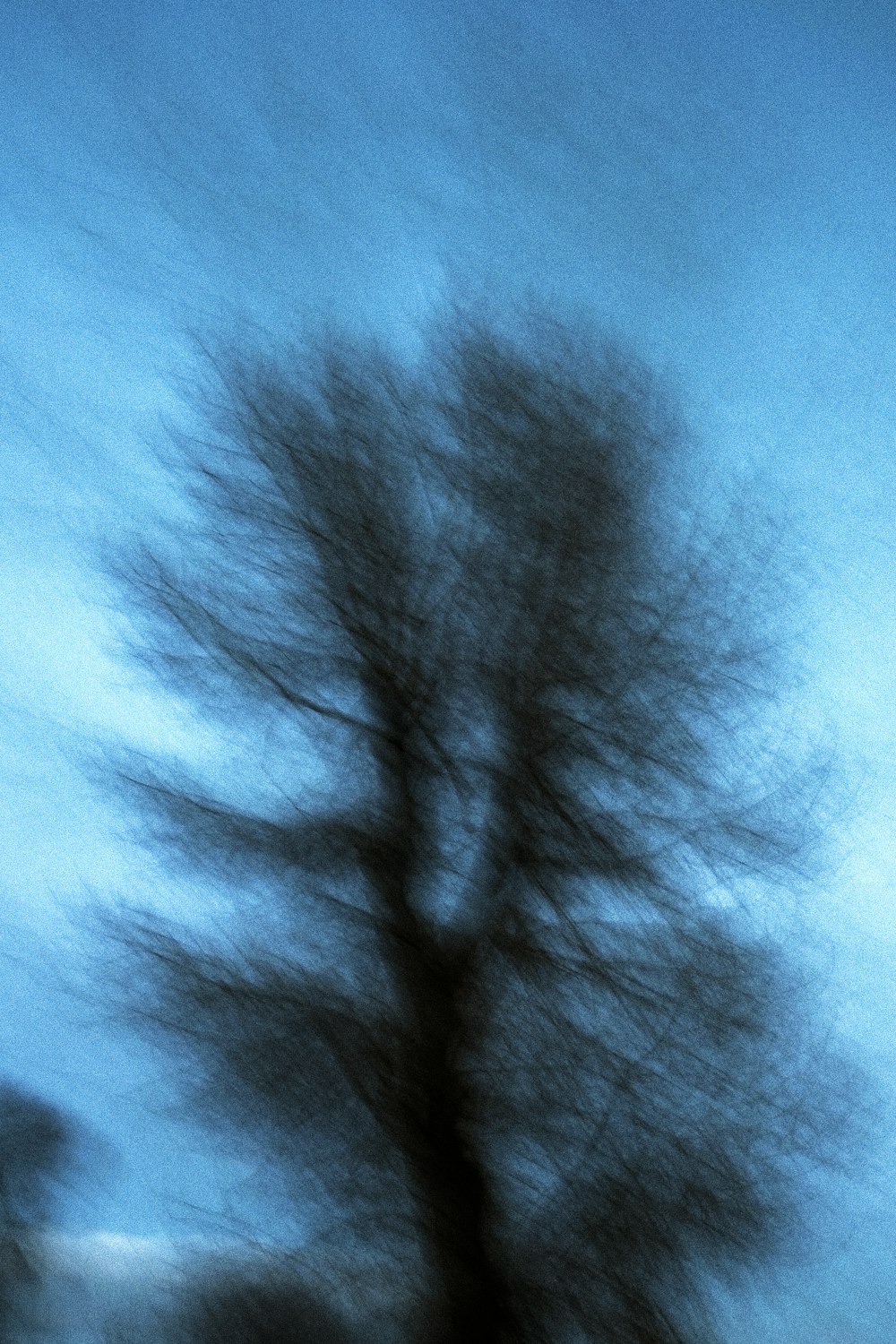 black tree under blue sky