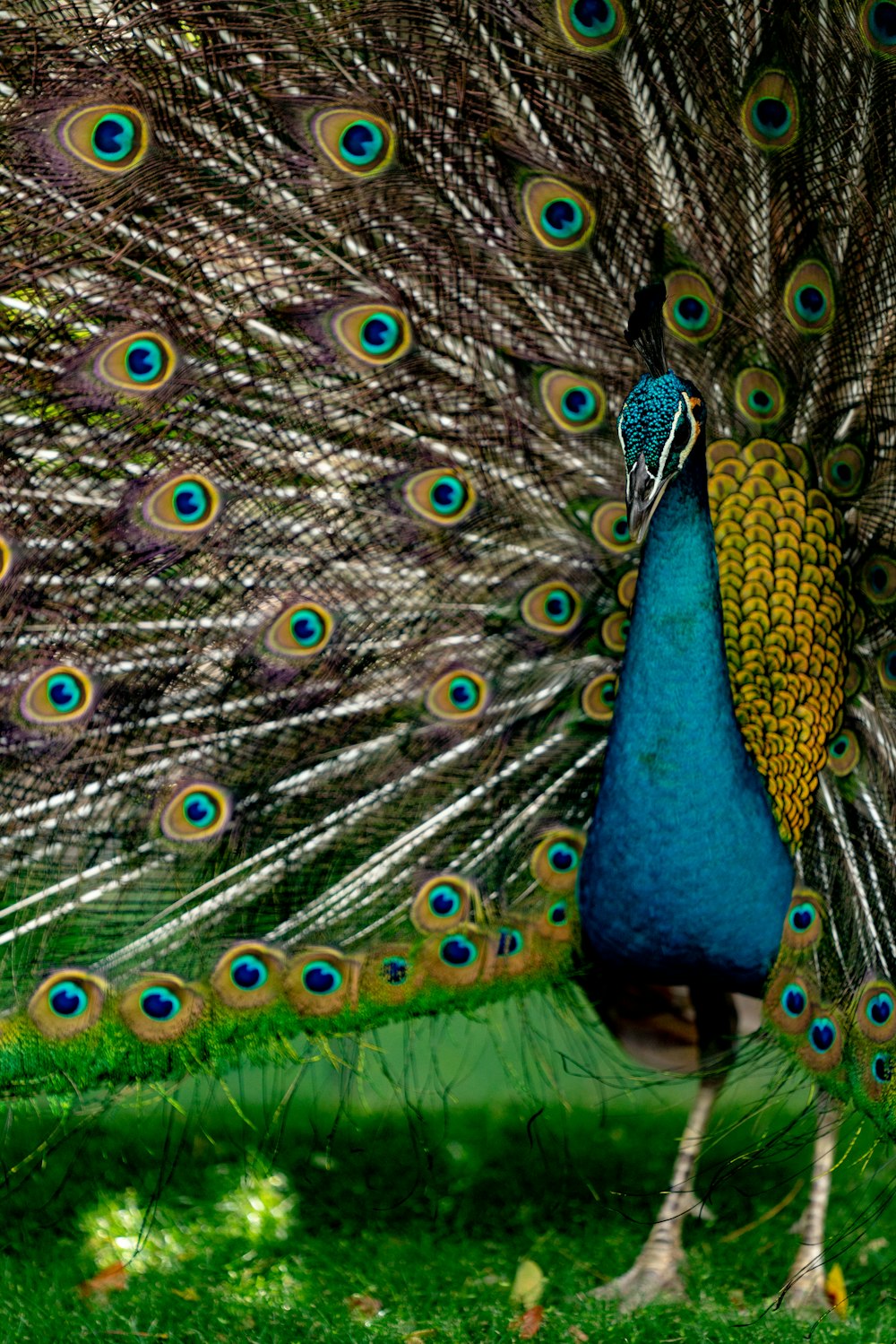 blue green and brown peacock feather