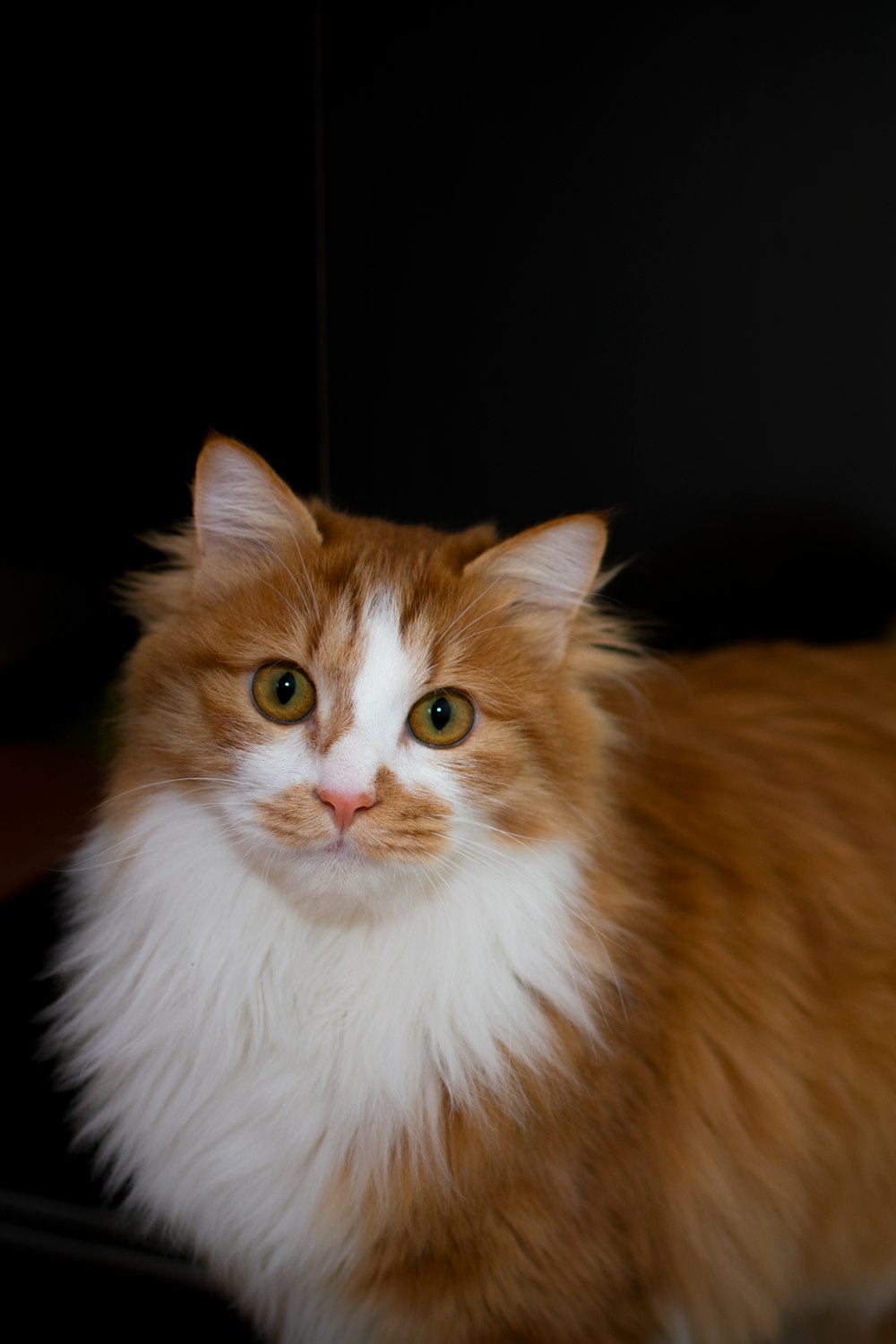 orange and white long fur cat