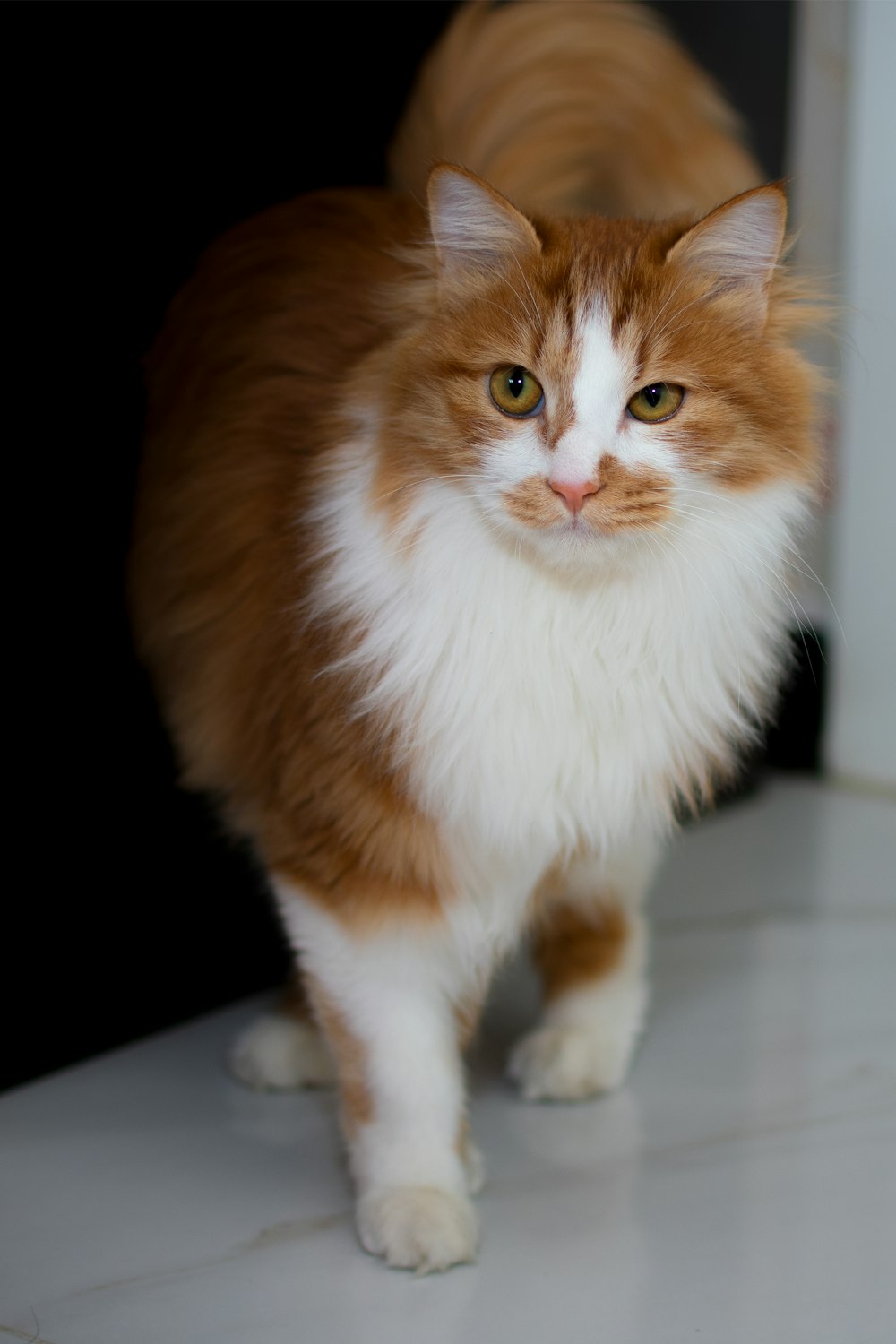 orange and white cat on black background