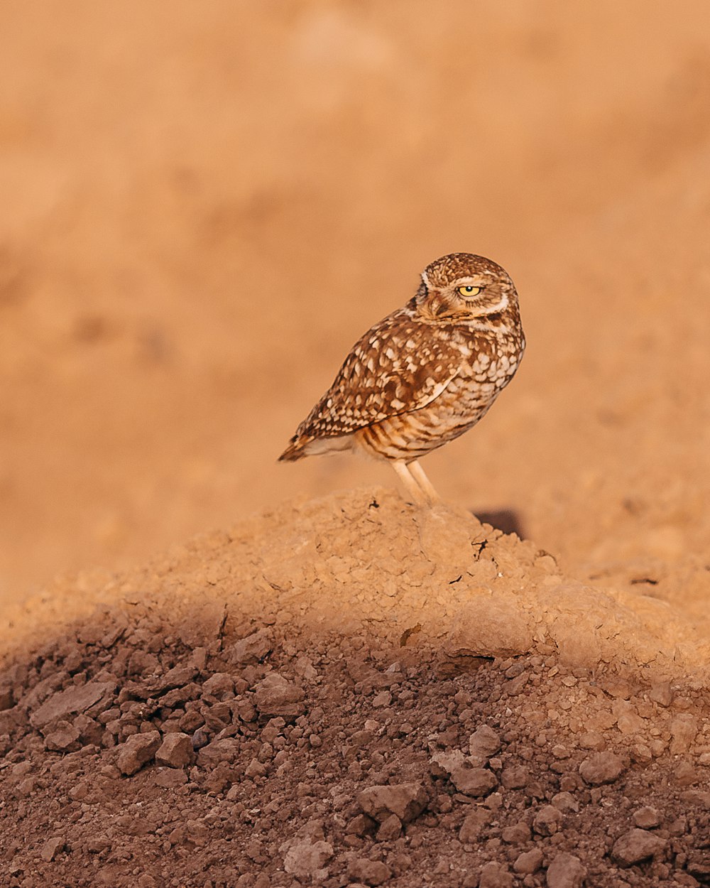 brown and white owl on brown rock during daytime
