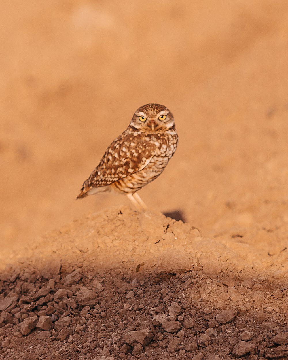 brown and white owl on brown sand during daytime