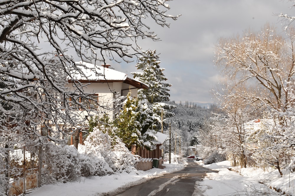 snow covered trees and houses during daytime