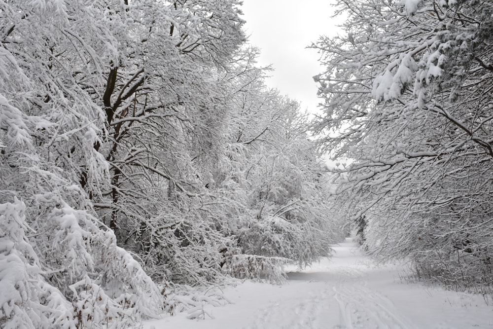 snow covered trees during daytime