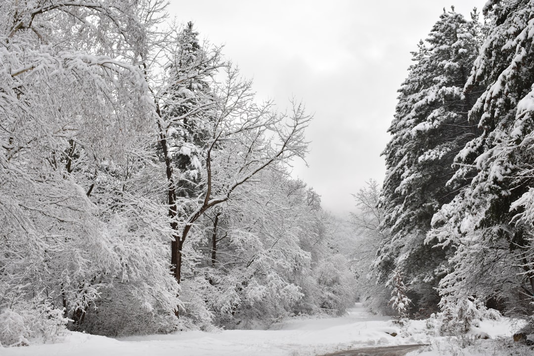 Natural landscape photo spot Vitosha Rila