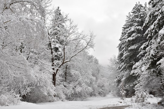 snow covered trees during daytime in Vitosha Bulgaria
