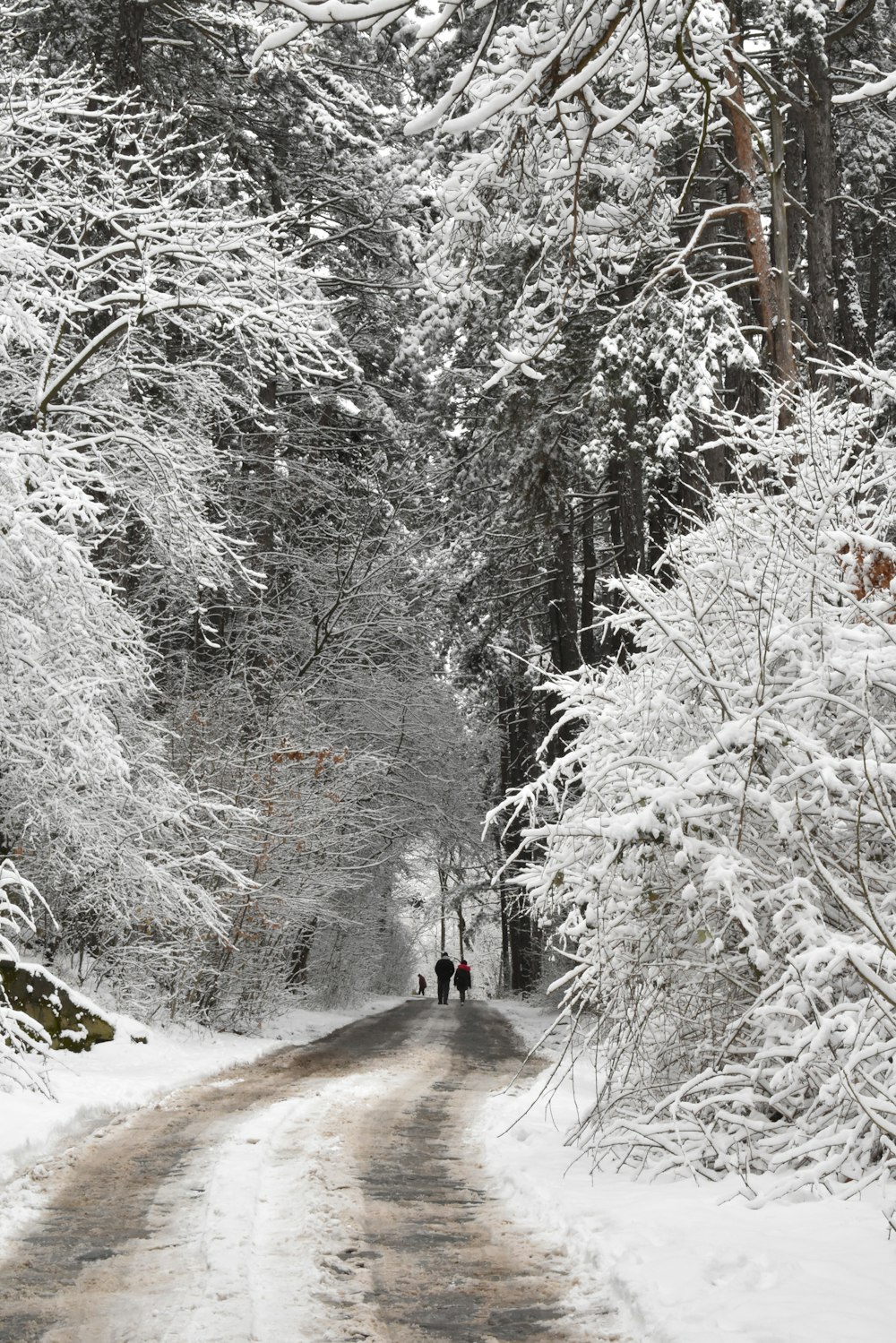 person in black jacket walking on snow covered pathway between trees during daytime