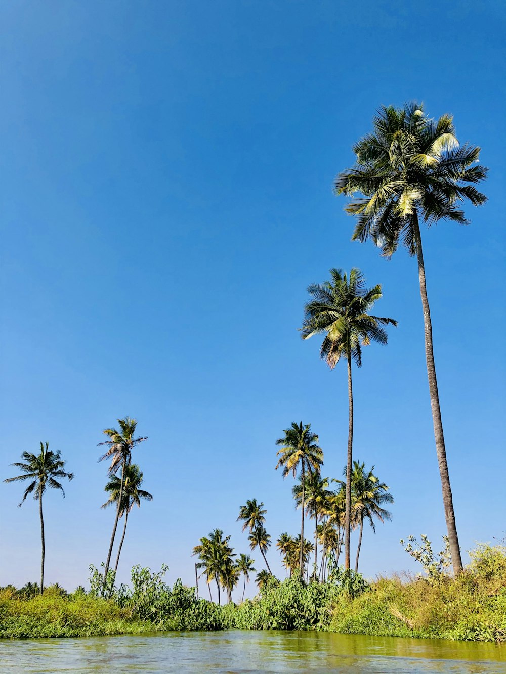 green palm trees under blue sky during daytime