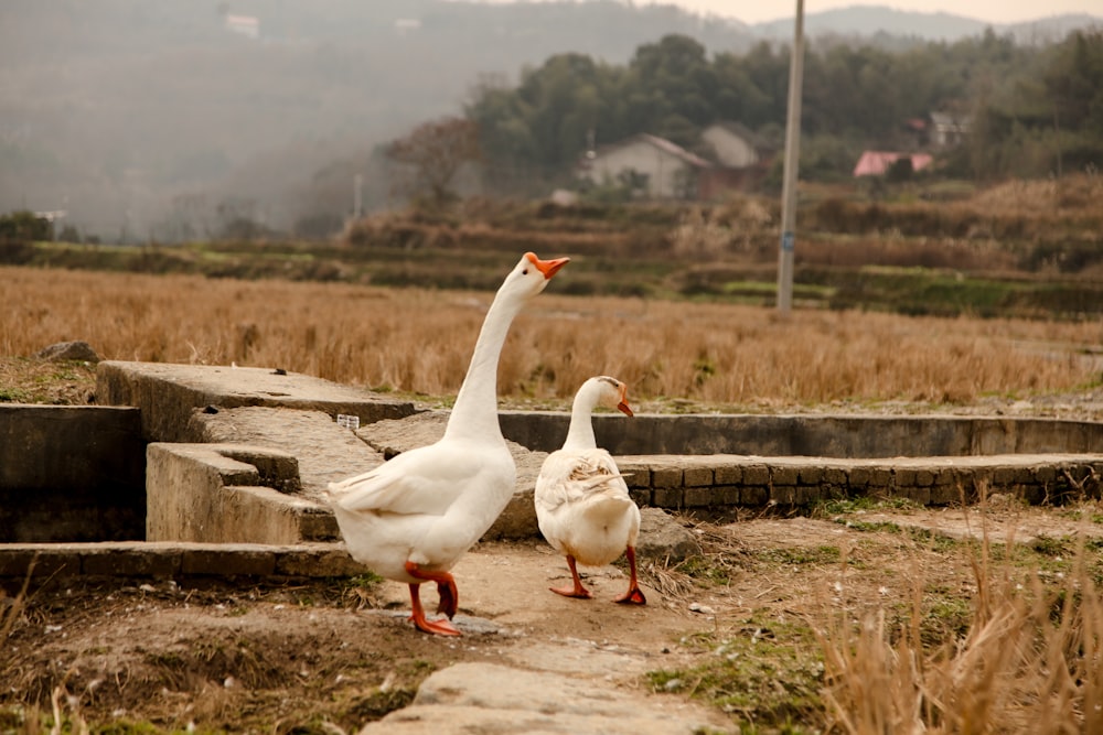 canard blanc sur la clôture en bois brun pendant la journée