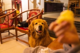 A golden retriever sits attentively with a happy expression in a living room setting. The dog is surrounded by traditional-style wooden chairs with red cushions. In the foreground, a blurred hand is holding a piece of food, possibly intended for the dog.