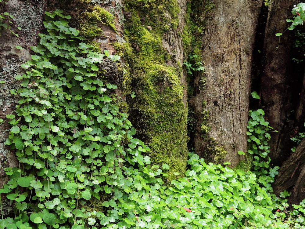 green leaves on brown tree trunk