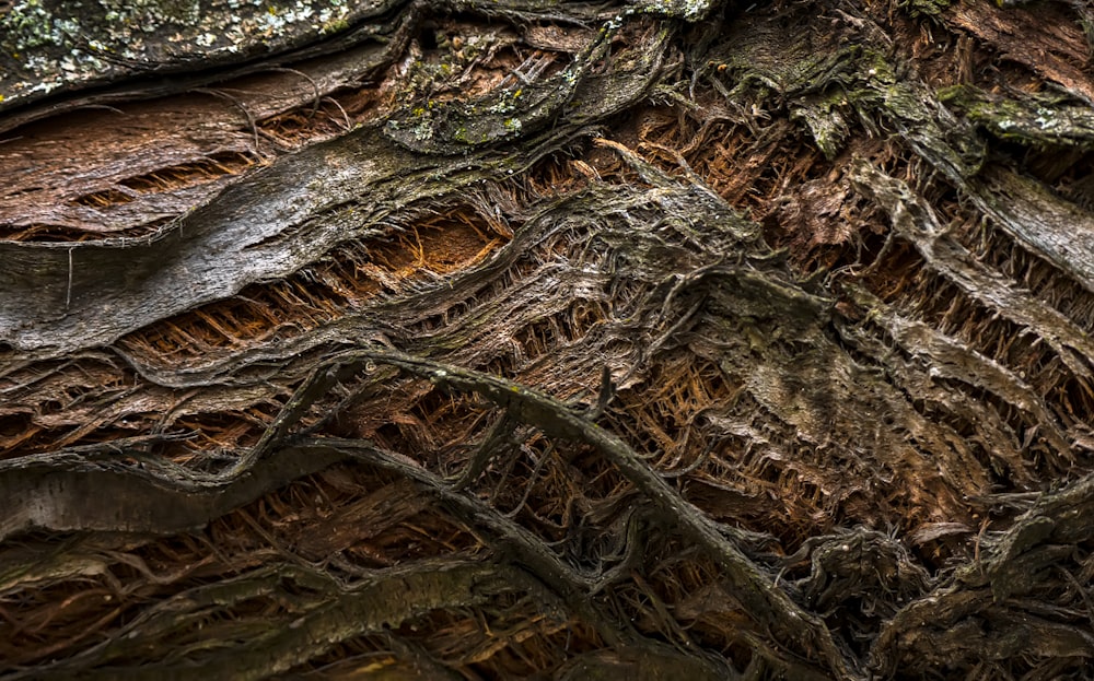 brown and gray tree trunk