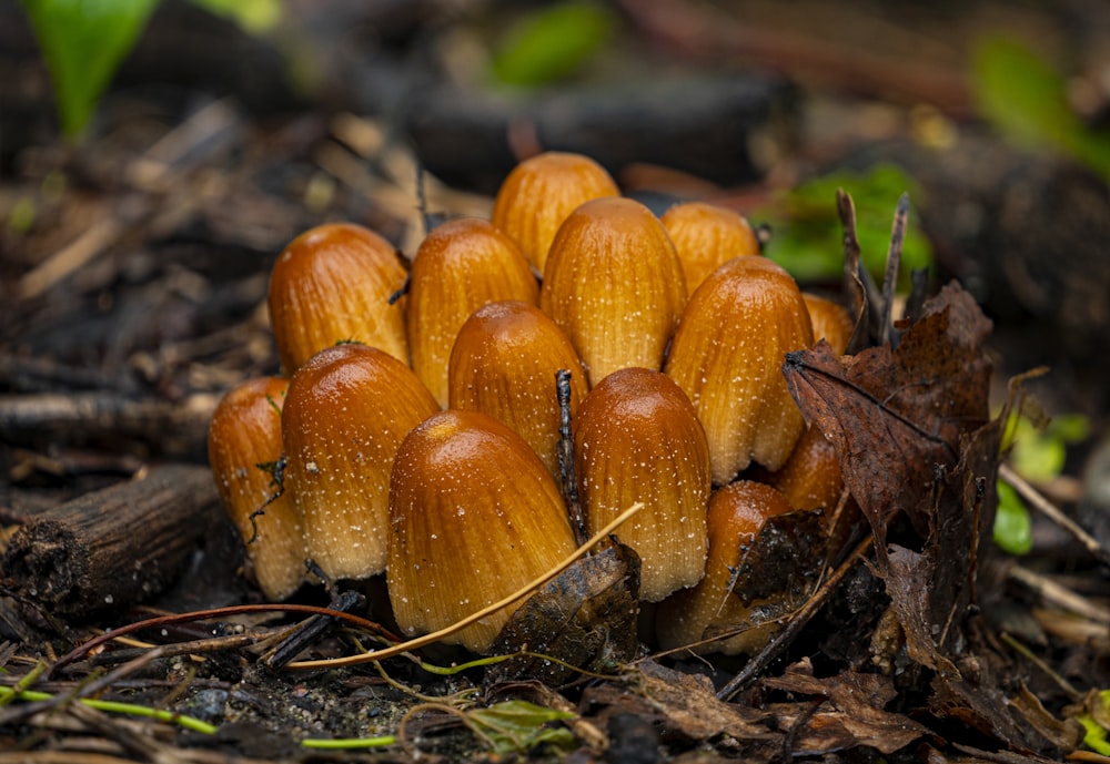 brown mushrooms on green grass