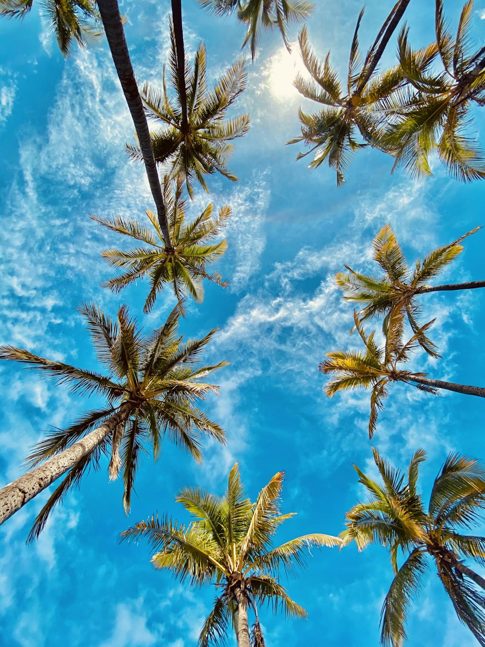 photographie en angle bas de palmiers sous un ciel bleu pendant la journée