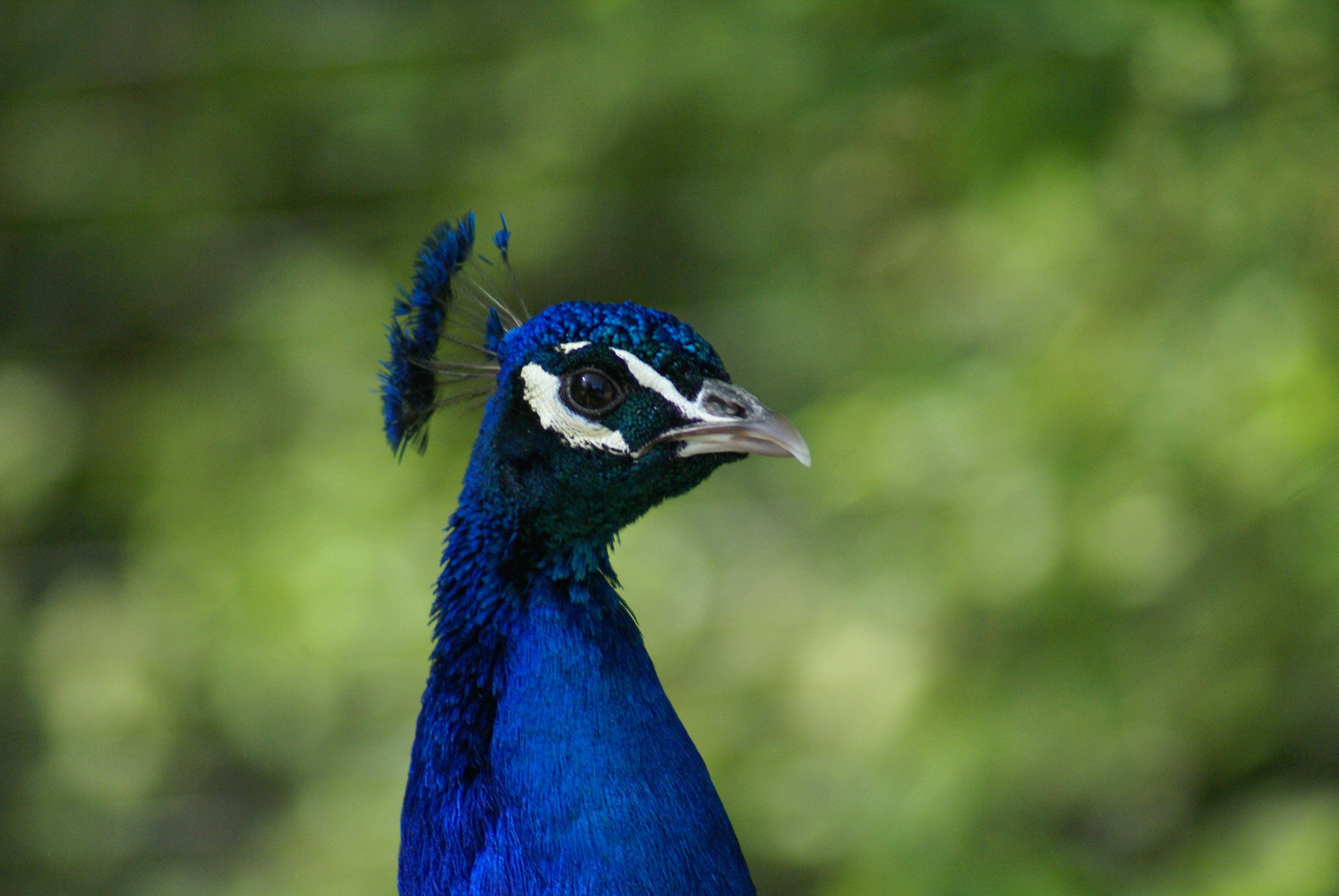 Photo by arnoldstraub