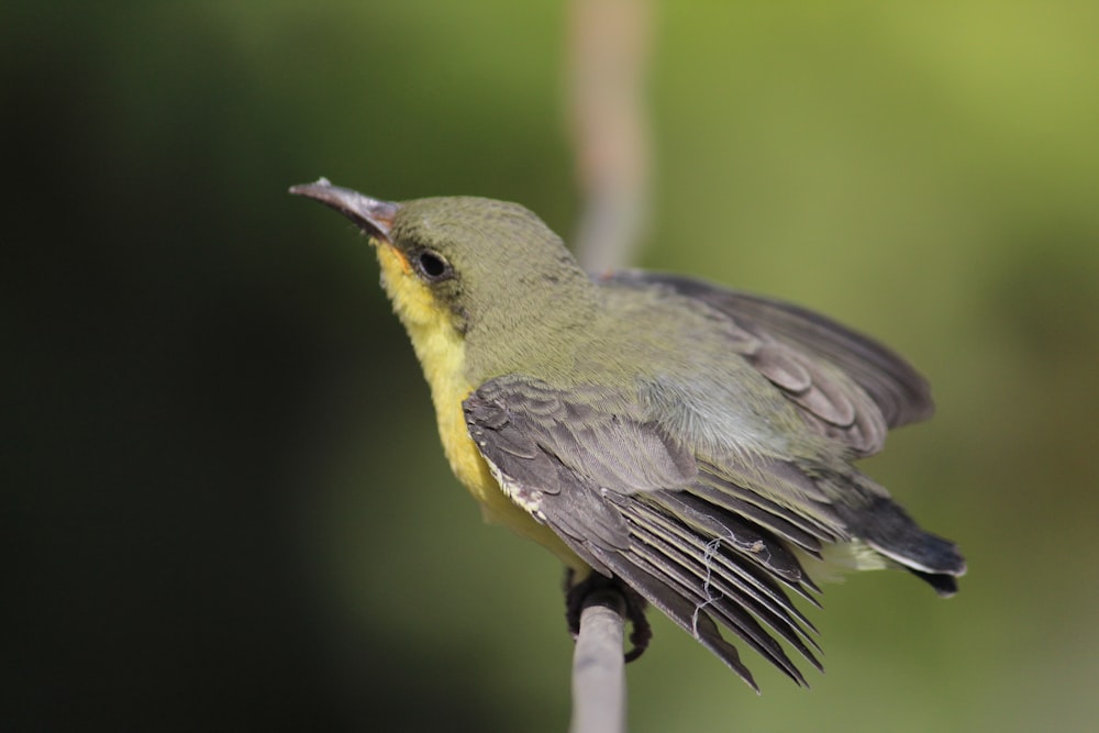 yellow and gray bird on tree branch