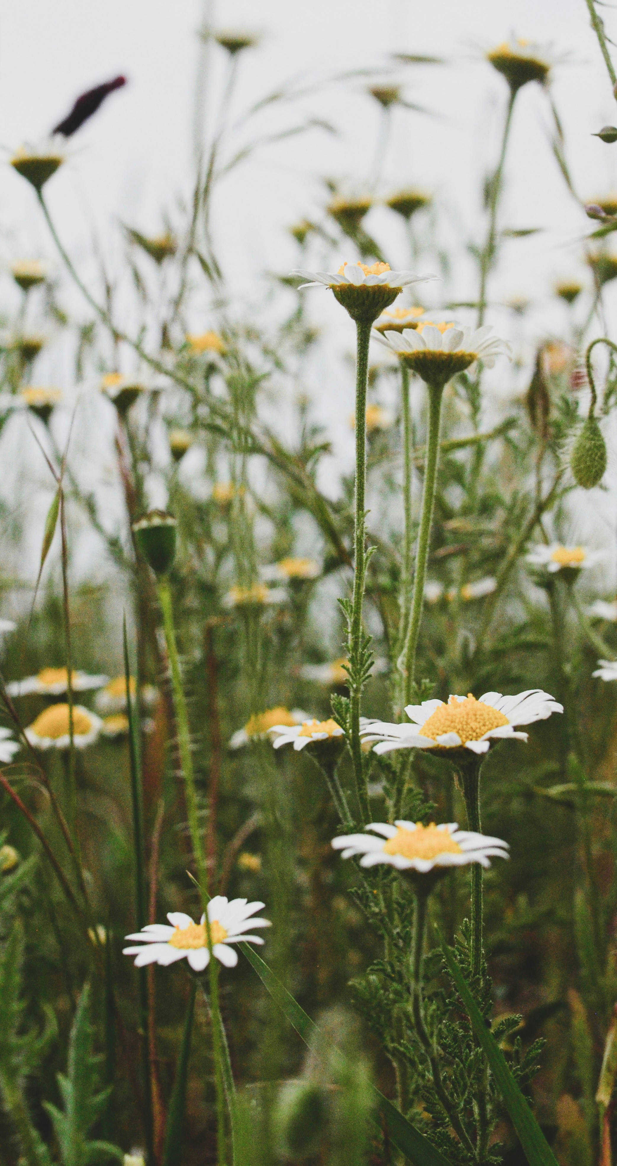 Photo by gamanalice3012