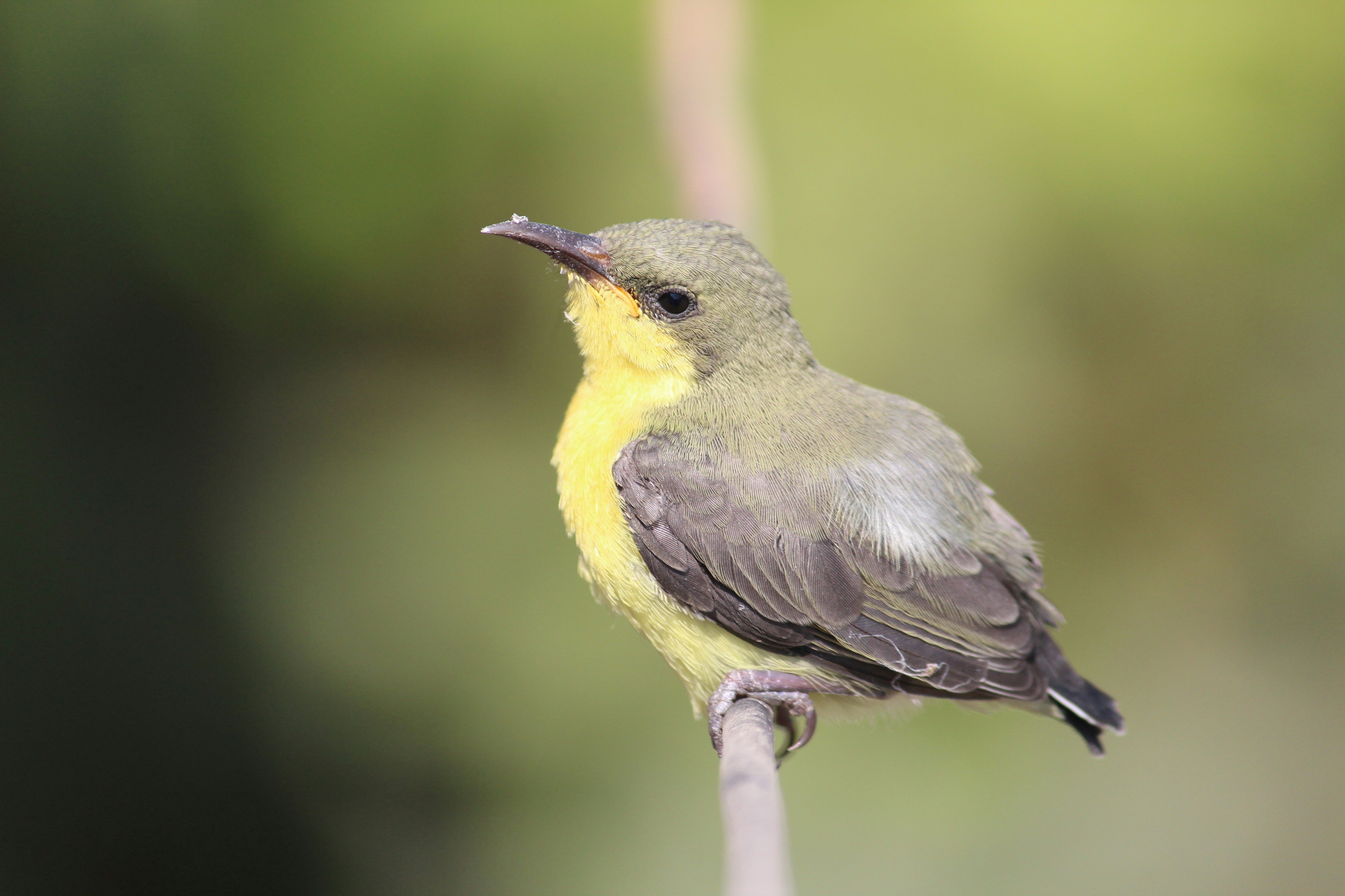 Photo by srini2srinivas