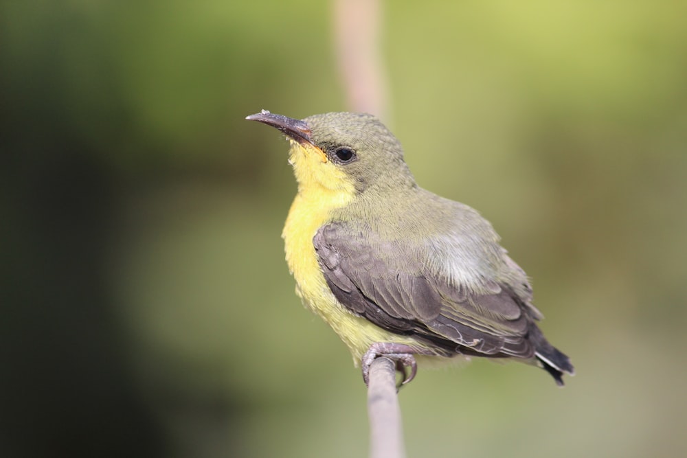 yellow and gray bird on brown tree branch