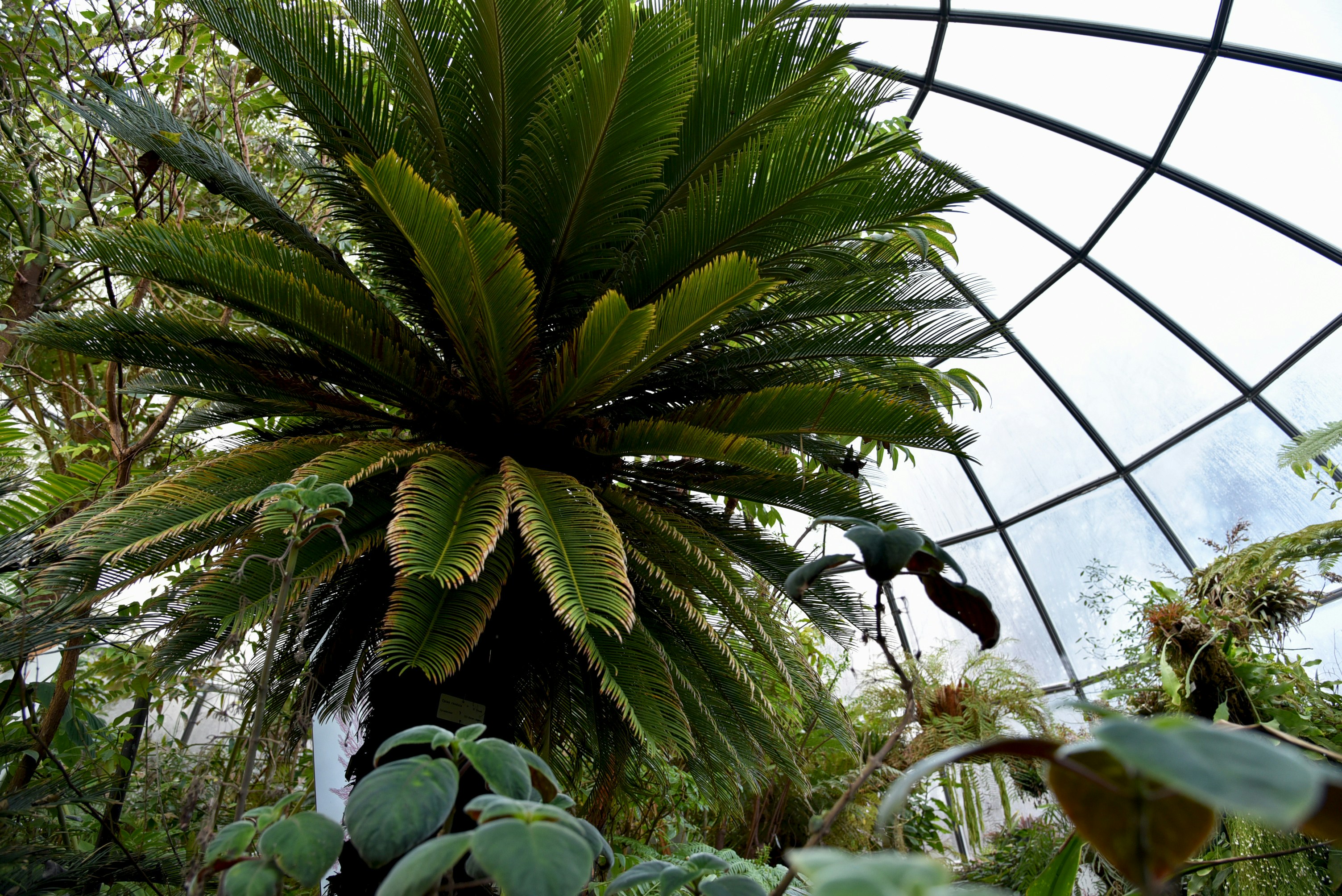 Green palm tree inside greenhouse photo Free Plant Image on Unsplash