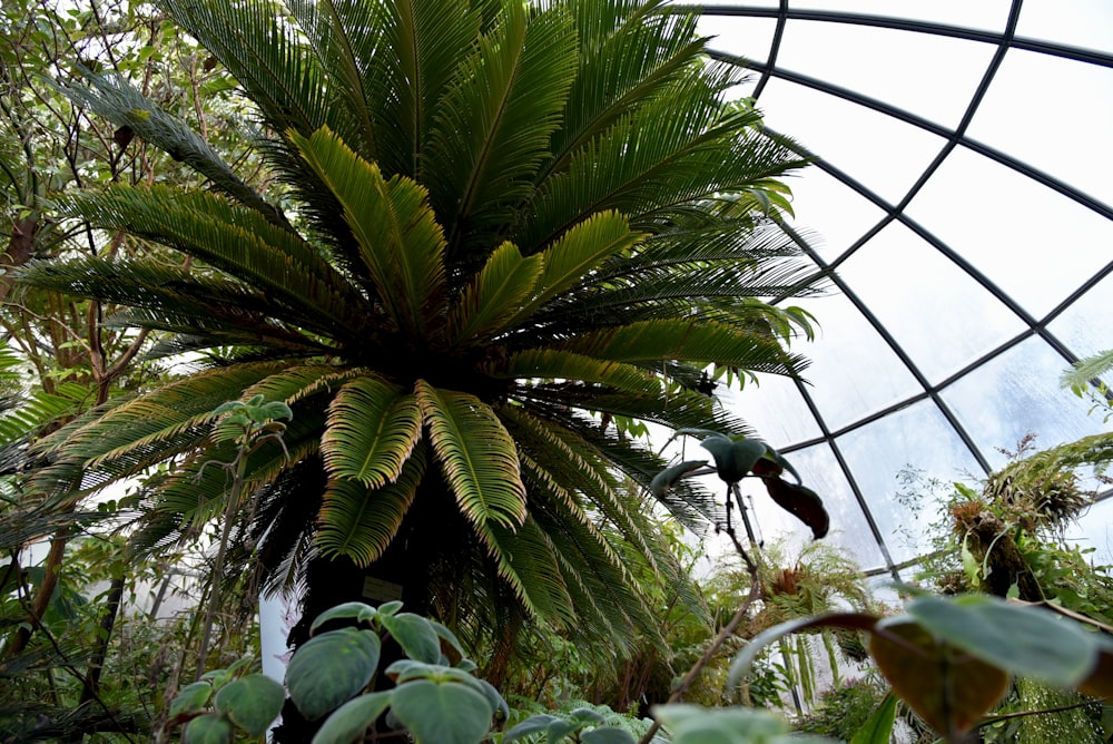 green palm tree inside greenhouse