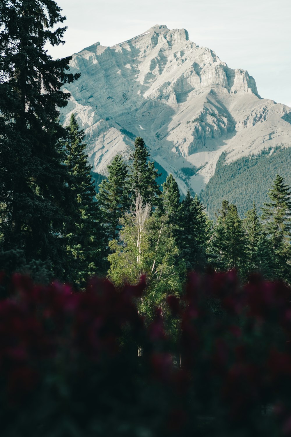 arbres rouges et verts près de la montagne enneigée pendant la journée