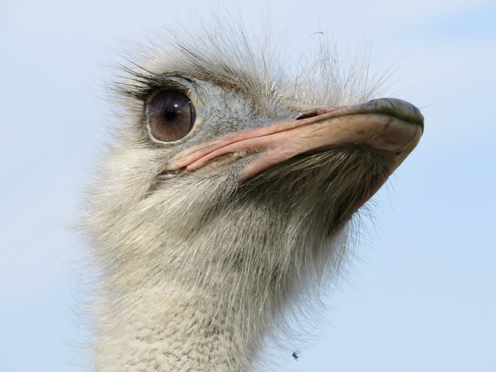 brown ostrich head in close up photography