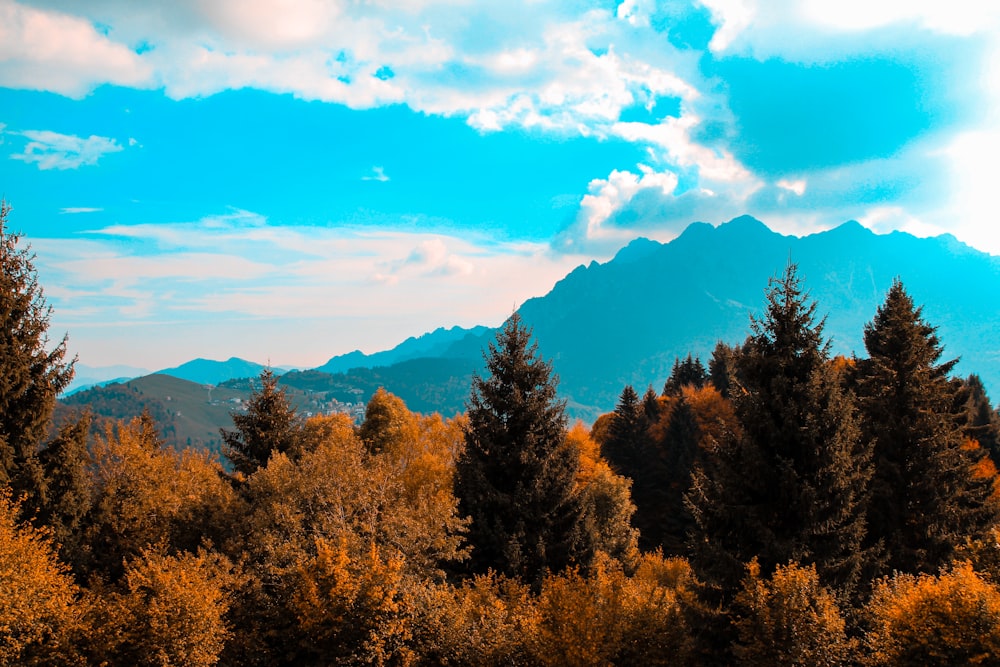 arbres verts sous le ciel bleu pendant la journée