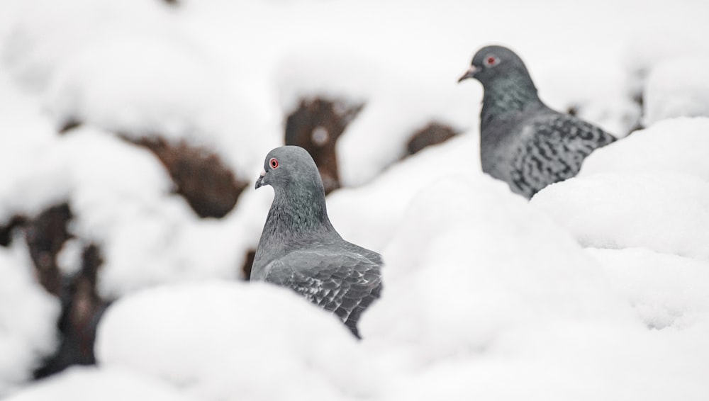 paloma gris y negra en el suelo cubierto de nieve durante el día
