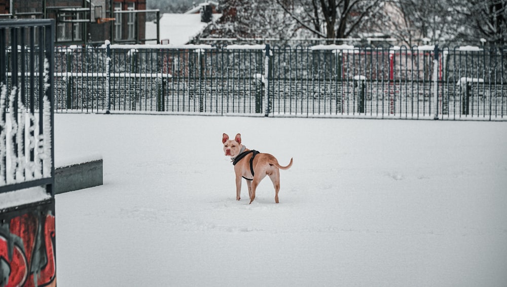 Perro mediano de pelaje corto marrón que corre en suelo cubierto de nieve durante el día