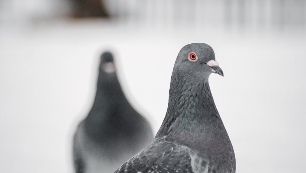 클로즈업 사진의 흑백 비둘기