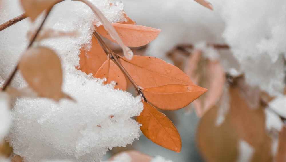 white snow on brown stem