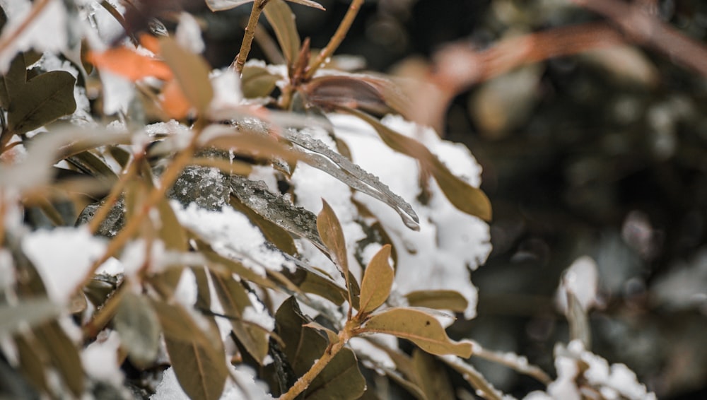 Rama de árbol marrón con nieve blanca