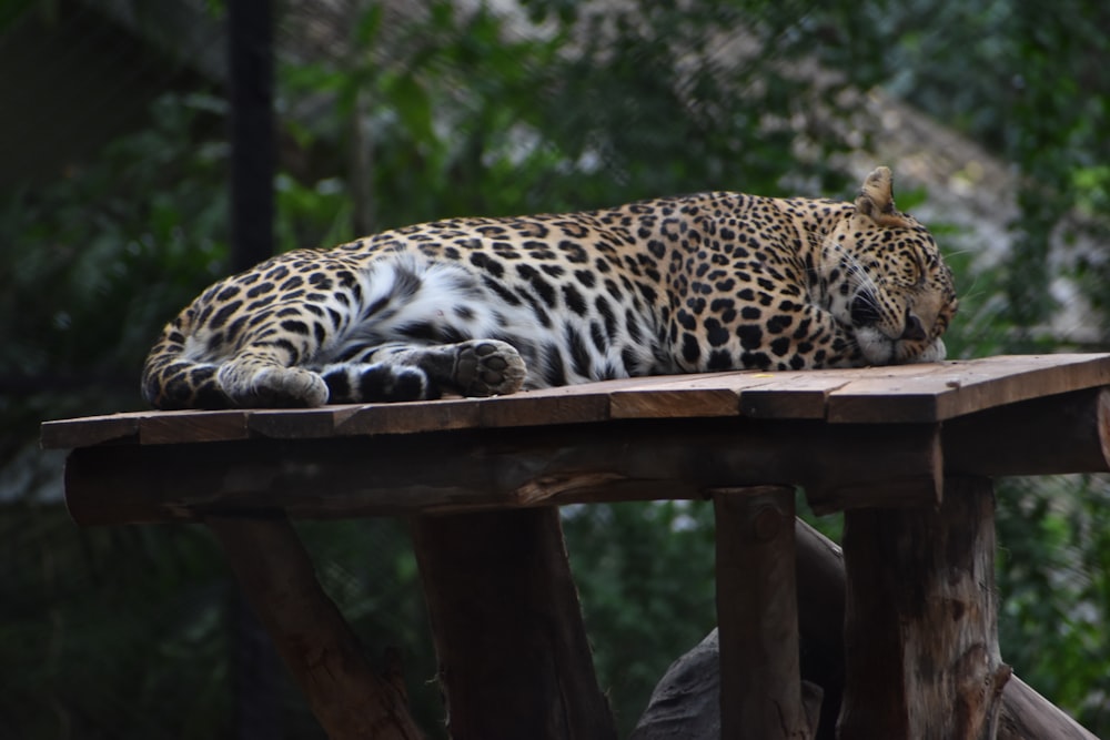 leopard resting on brown wooden fence during daytime