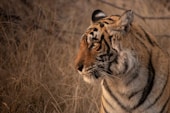 tiger on brown grass during daytime
